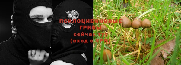 дмт Богданович