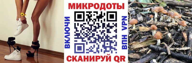 как найти наркотики  Дорогобуж  Галлюциногенные грибы мицелий 